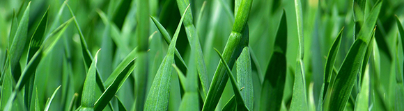 Grass FAQs Greens and Trees Roswell GA