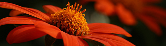 Plant FAQs Greens and Trees Roswell GA