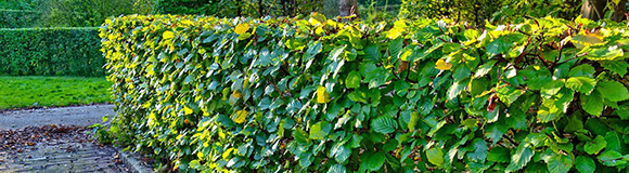 Shrub FAQs Greens and Trees Roswell GA