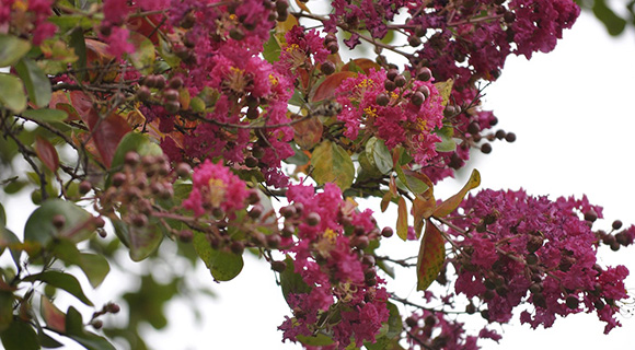 Roswell georgia hardy tree species lagerstroemia indica