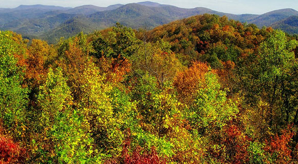 Roswell georgia hardy tree species zone 7b