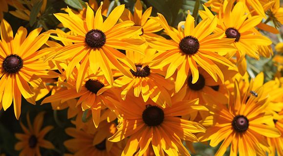 Roswell georgia hardy flowering plant species zone 7b