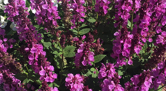 garden sage roswell georgia hardy flowering plant species zone 7b