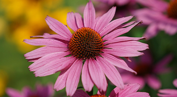 purple coneflower roswell georgia hardy flowering plant species zone 7b
