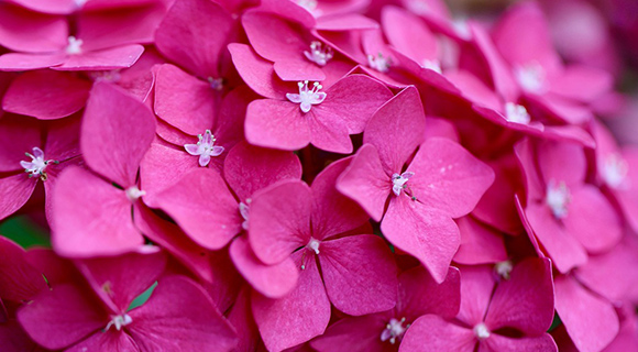 3 Hardy Shrub Species for Roswell&nbsp;Georgia