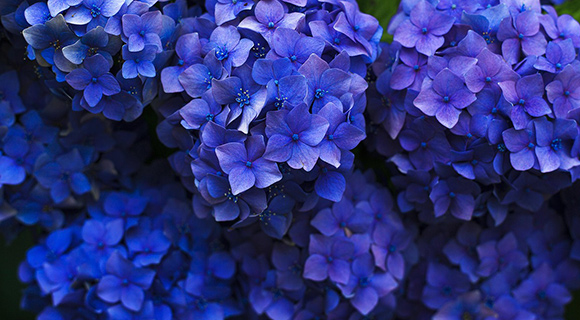 plant hardiness zone 7b shrub species Roswell Georgia