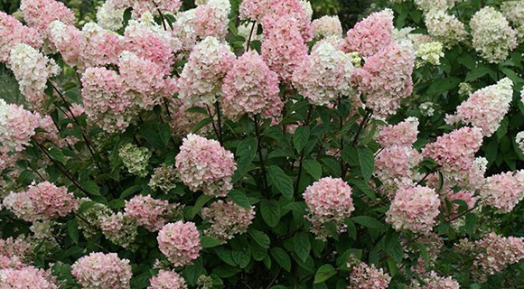 hydrangea paniculata shrub species Roswell Georgia