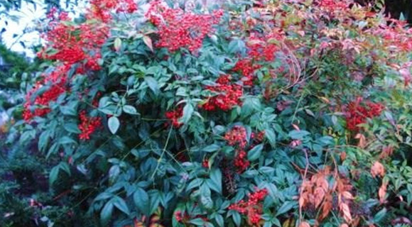 nandina domestica shrub species Roswell Georgia