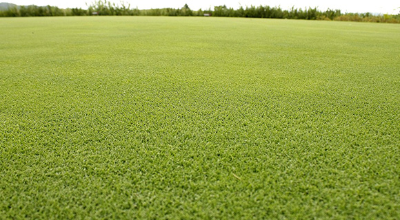 3 Hardy Grass Species for Roswell&nbsp;Georgia
