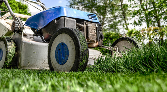 hardy grass species maintenance Roswell Georgia