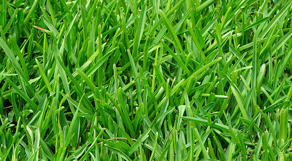 hardy tall fescue grass species Roswell Georgia