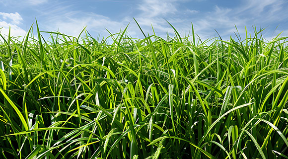 hardy zoysiagrass species Roswell Georgia
