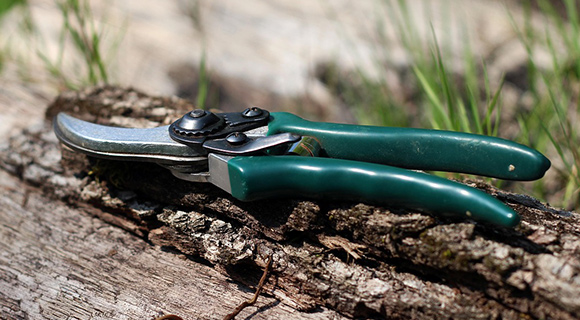 roswell georgia invasive vines on trees pruning