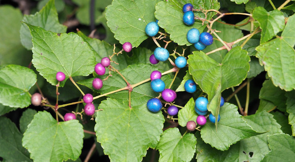 roswell georgia porcelain berry vines on trees