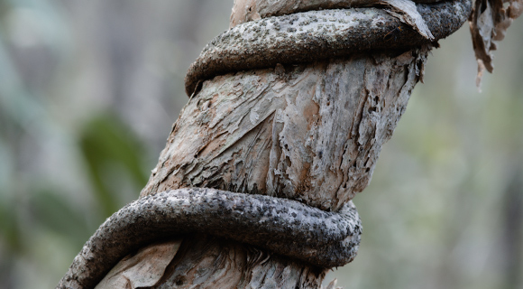 Vines are Tree Assassins – Greens and Trees Roswell Ga