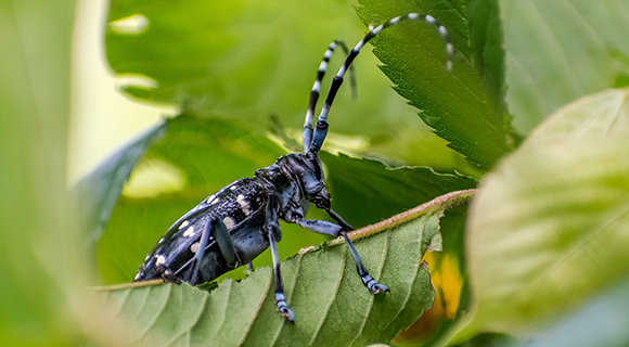 roswell georgia grubs and beetles anoplophora glabripennis