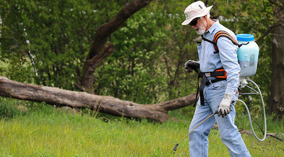 roswell georgia grubs and beetles landscape care