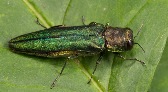 roswell georgia grubs and beetles agrilus