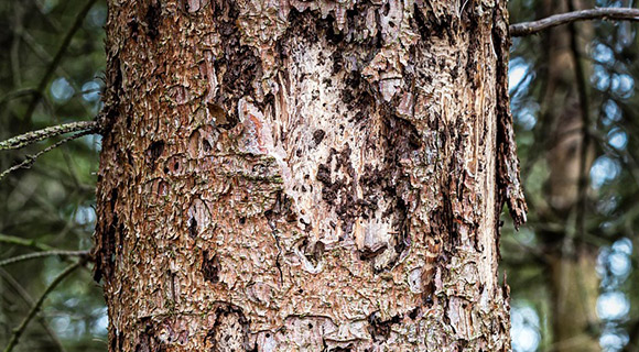 roswell georgia grubs and beetles tree and bark damage