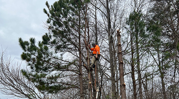 roswell georgia arborist for pine tree species