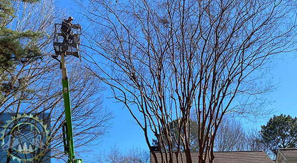 arborist tree pruning roswell georgia