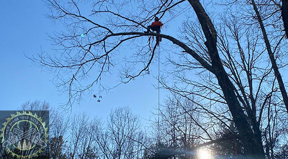 Arborist Services Roswell&nbsp;Georgia