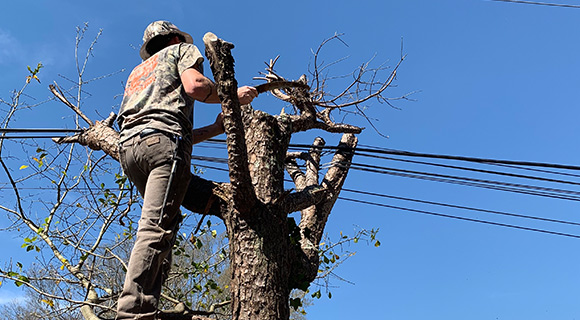 roswell tree services interfering with powerlines