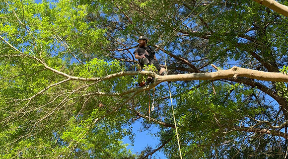 roswell tree services maintenance