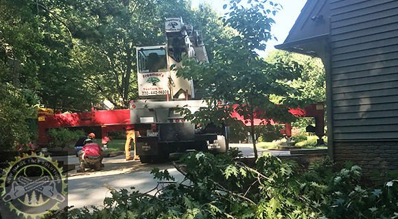 arborist tree maintenance roswell georgia