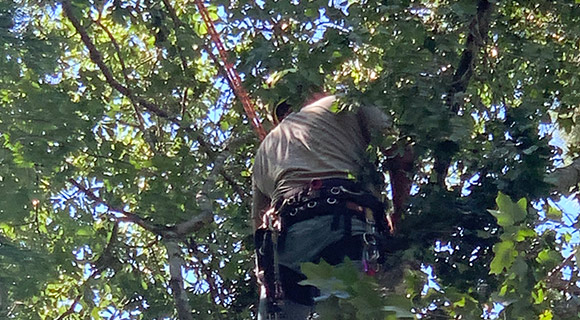 roswell tree services crown lowering