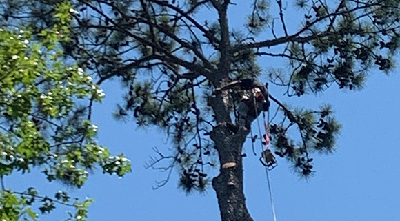 roswell tree services crown raising