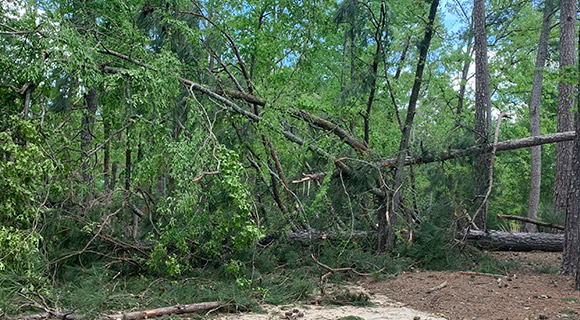 roswell tree services disease and pest control