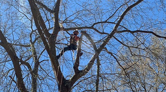 roswell tree services pruning and trimming