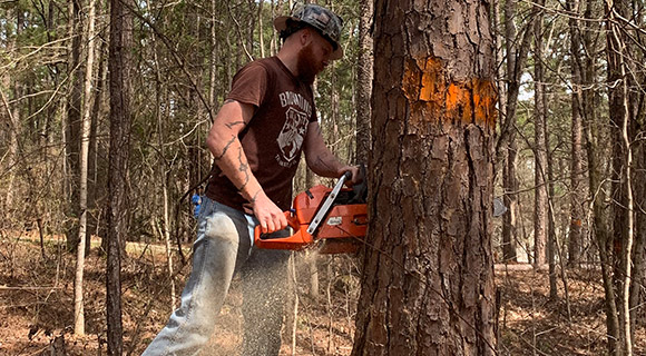 roswell tree services removal