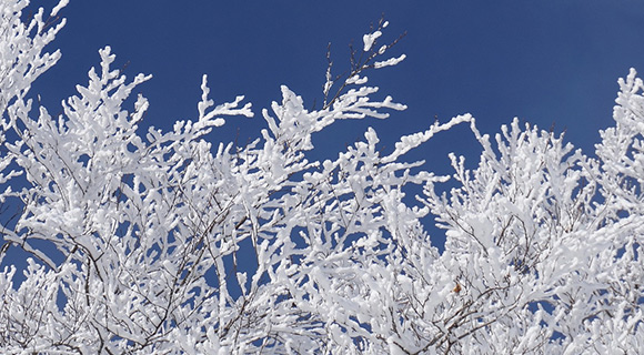 What To Do After the First&nbsp;Freeze