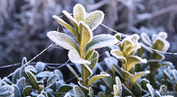 frost and freeze protection foliage damage