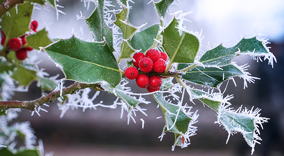 frost and freeze protection bush damage