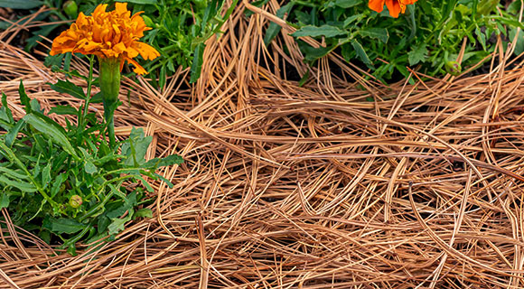 pine straw mulch for landscapes