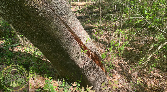 diseased thinning and damaged leaning tree