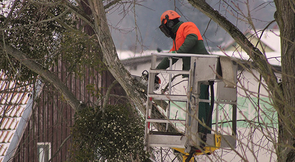 spring arborist care for trees and shrubs