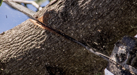spring pruning for trees and shrubs