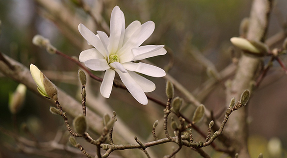spring care for flowering trees and shrubs