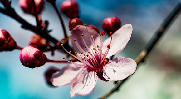 Spring Tree and Shrub Care