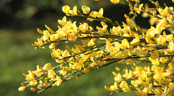 spring care for trees and shrubs yellow blossoms
