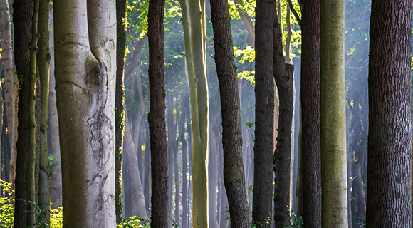 spring bark inspection for trees and shrubs