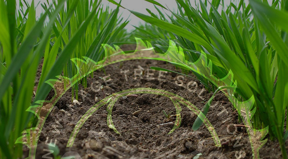 professional soil testing and health