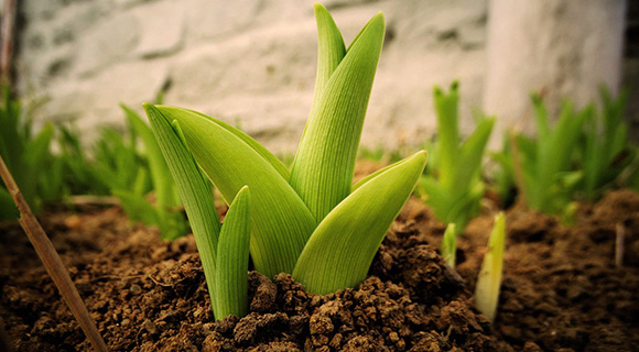 professional garden soil testing and health