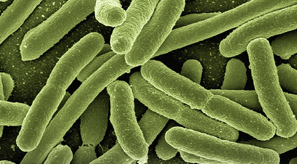 professional soil bacteria testing and health