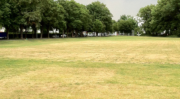 underwatered greens watering tips for trees and landscapes