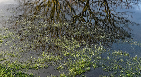 flooded overwatered watering tips for trees and landscapes